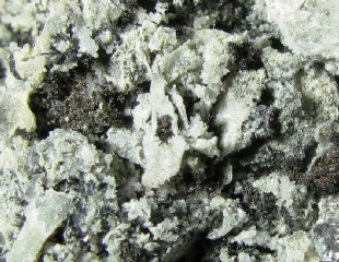 Silver - Masaloni Mine, San Vito, Cagliari, Sardinia, Italy