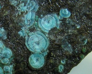 McGuinnessite - Copper King Mine, Red Mountain District, Mendocino Co., California, USA