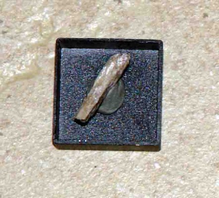 AGRELLITE - Kipawa Alkaline Complex, Les Lacs-du-Témiscamingue, Abitibi-Témiscamingue, Québec, Canada