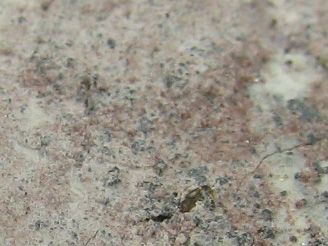 Cerite (CE) -  Montoso Quarries, Ortieul, Infernotto Valley, Bagnolo Piemonte, Cuneo Province, Piedmont, Italy