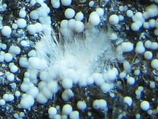 Canavesite   -  Brosso Mine, Torino, Piedmont, Italy