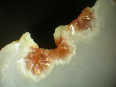 Ferrierite  (Mg)  - kamloops lake - Colombia britannica - Canada