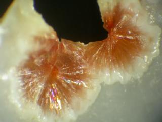 Ferrierite  (Mg)  - kamloops lake - Colombia britannica - Canada