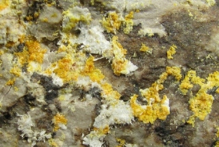 Maricopaite, Mimetite - Moon anchor mine, Maricopa co, Arizona,  USA